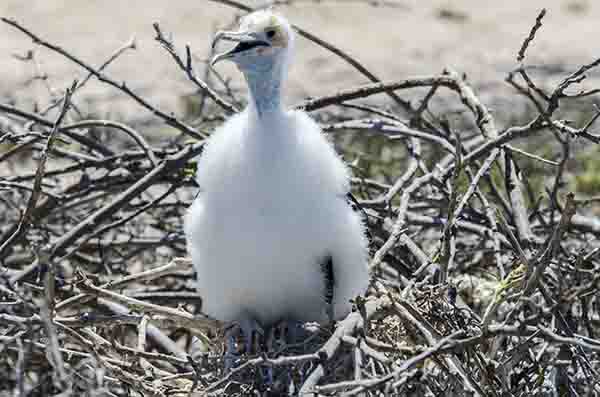 Fragata - isla Seymour Norte - islas Galápagos - Ecuador 15.jpg